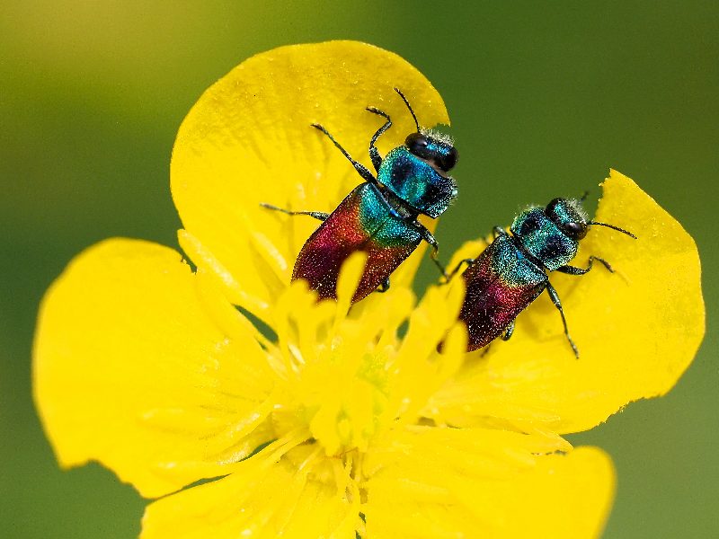 Buprestidae:  Anthaxia salicis